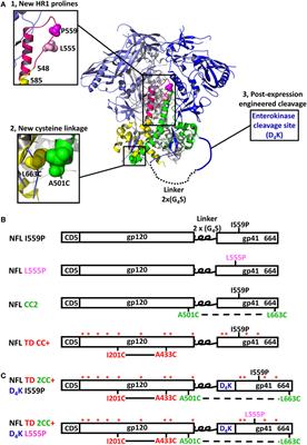 Structure-Guided Redesign Improves NFL HIV Env Trimer Integrity and Identifies an Inter-Protomer Disulfide Permitting Post-Expression Cleavage